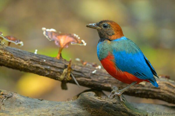 Philippine Pitta - Philippines- Palawan - 2025