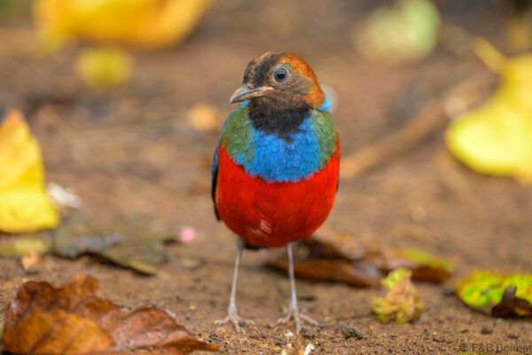 Philippine Pitta - Philippines- Palawan - 2025