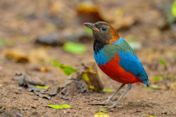 Philippine Pitta - Philippines- Palawan - 2025