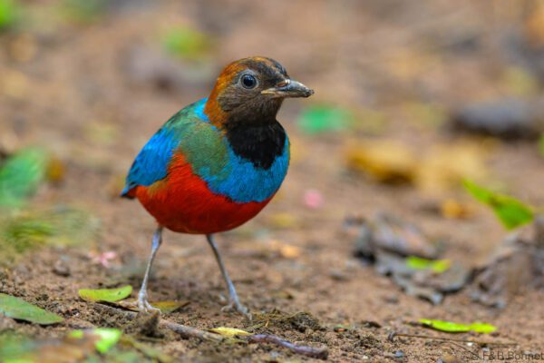 Philippine Pitta - Philippines- Palawan - 2025