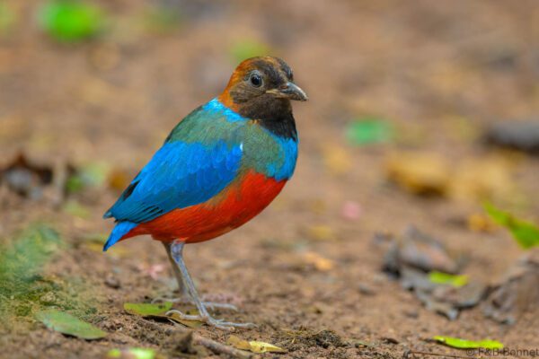 Philippine Pitta - Philippines- Palawan - 2025