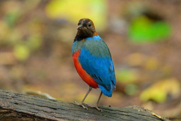 Philippine Pitta - Philippines- Palawan - 2025