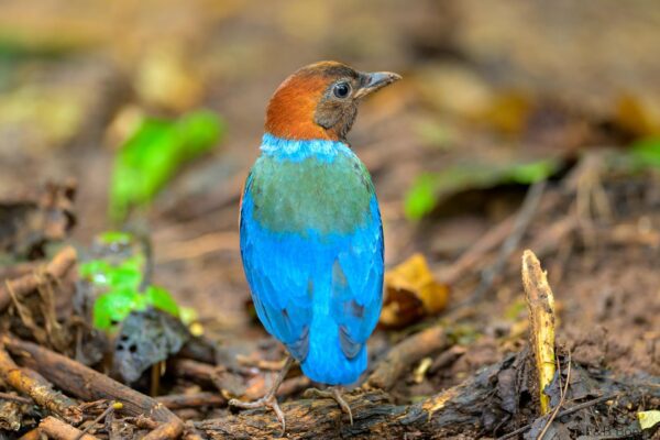 Philippine Pitta - Philippines- Palawan - 2025