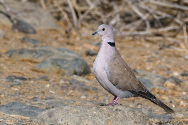 Tórtola rosigrís - España - Gran Canaria - 2021