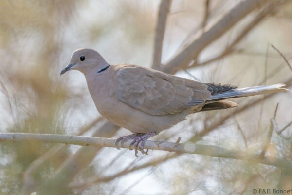 Tórtola rosigrís - España - Gran Canaria - 2021