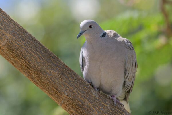 Tórtola rosigrís - España - Gran Canaria - 2021