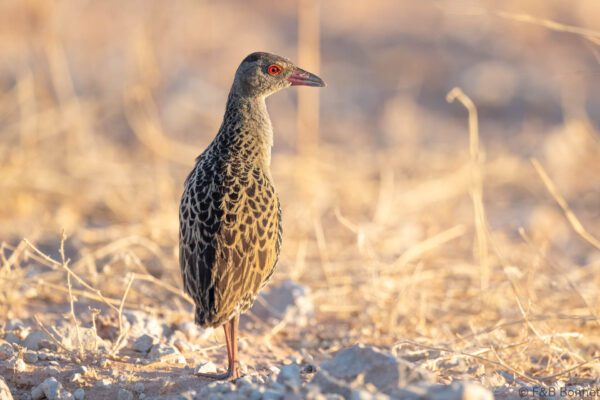 African Crake - South Africa - Kgalagadi NP - 2024