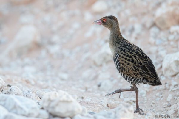 African Crake - South Africa - Kgalagadi NP - 2024
