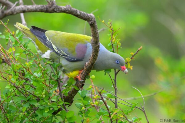African Green Pigeon - South Africa - Kruger NP - 2025