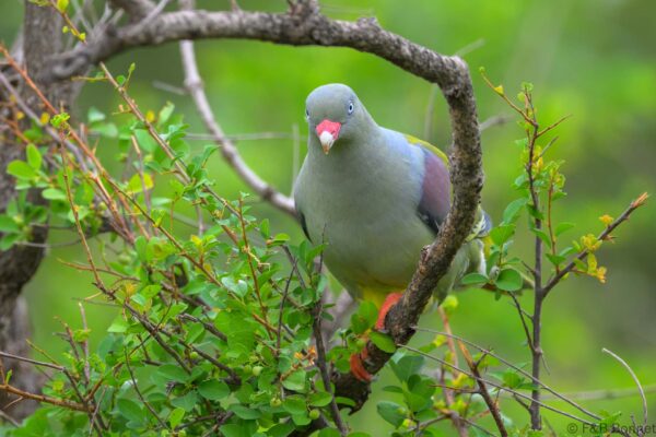 African Green Pigeon - South Africa - Kruger NP - 2025