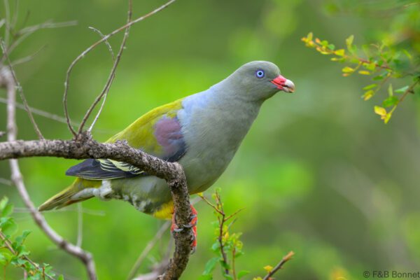 African Green Pigeon - South Africa - Kruger NP - 2025