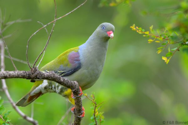 African Green Pigeon - South Africa - Kruger NP - 2025