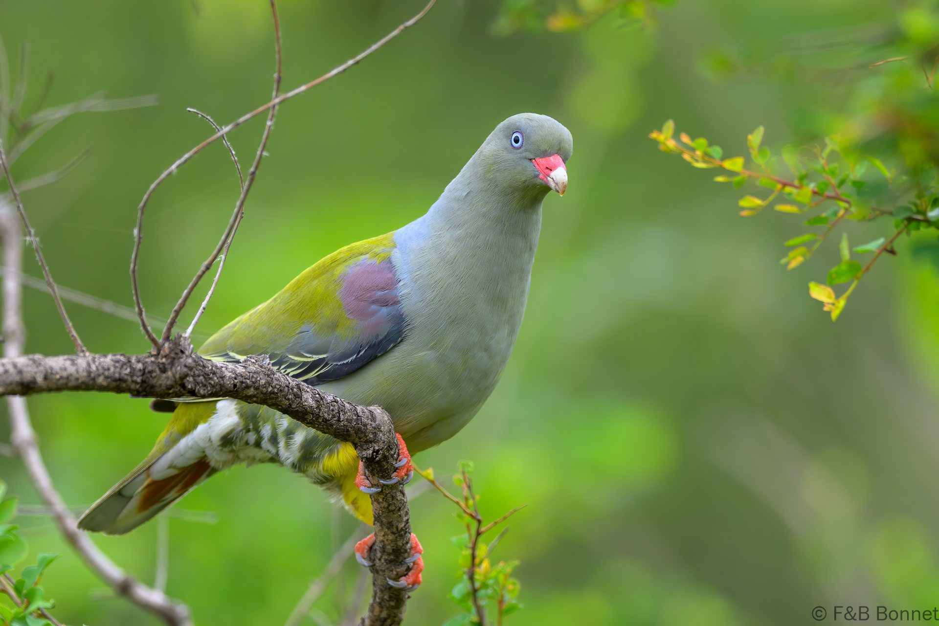 African Green Pigeon - South Africa - Kruger NP - 2025
