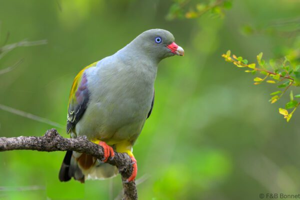 African Green Pigeon - South Africa - Kruger NP - 2025