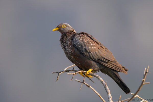 African Olive Pigeon - South Africa - Cape Town - 2024