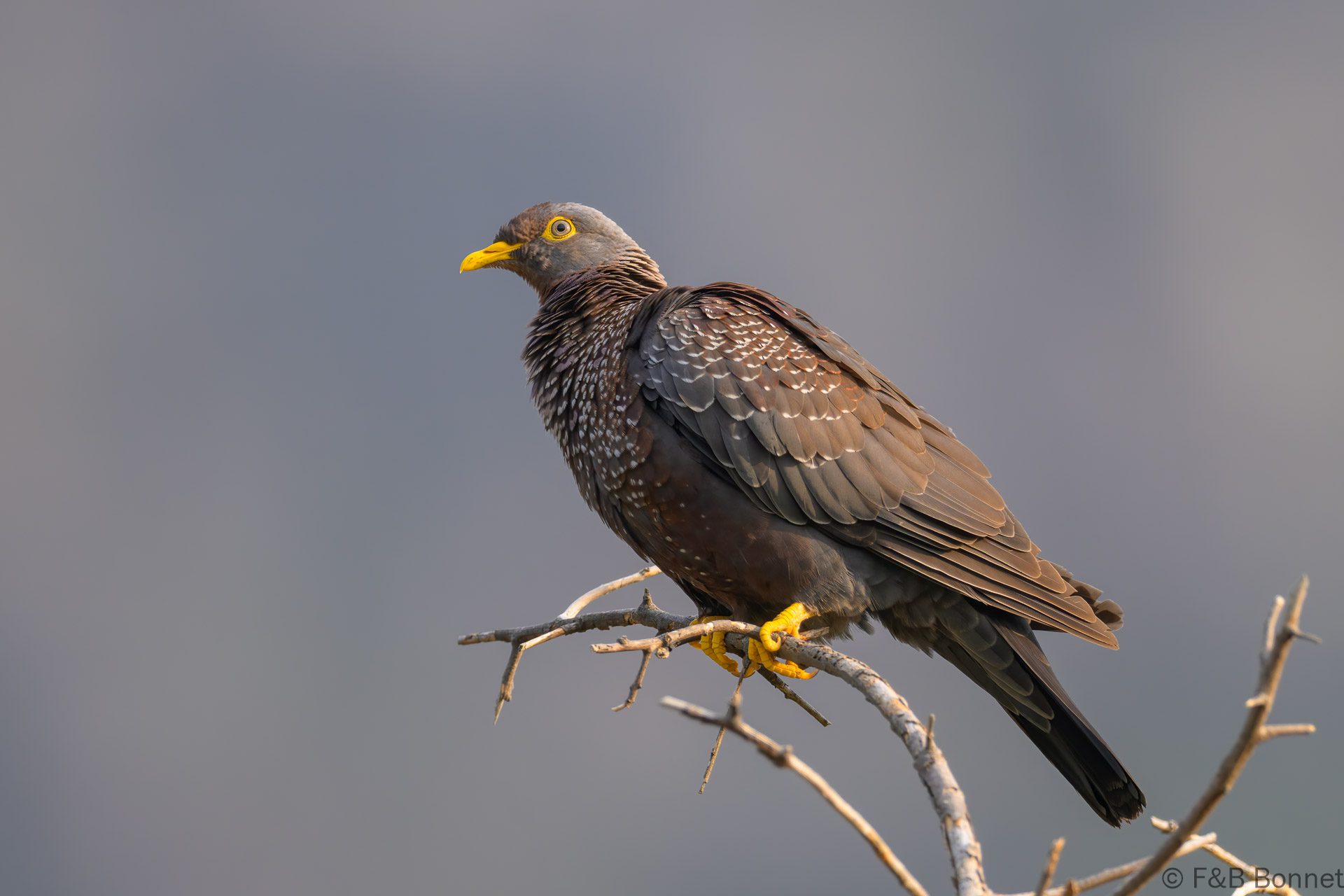 African Olive Pigeon - South Africa - Cape Town - 2024