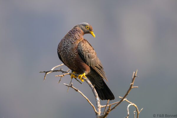 African Olive Pigeon - South Africa - Cape Town - 2024