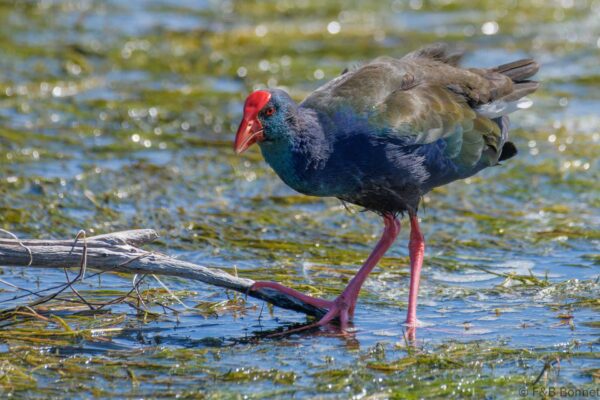 African Swamphen - South Africa - Langvlei/Rondevlei - 2022