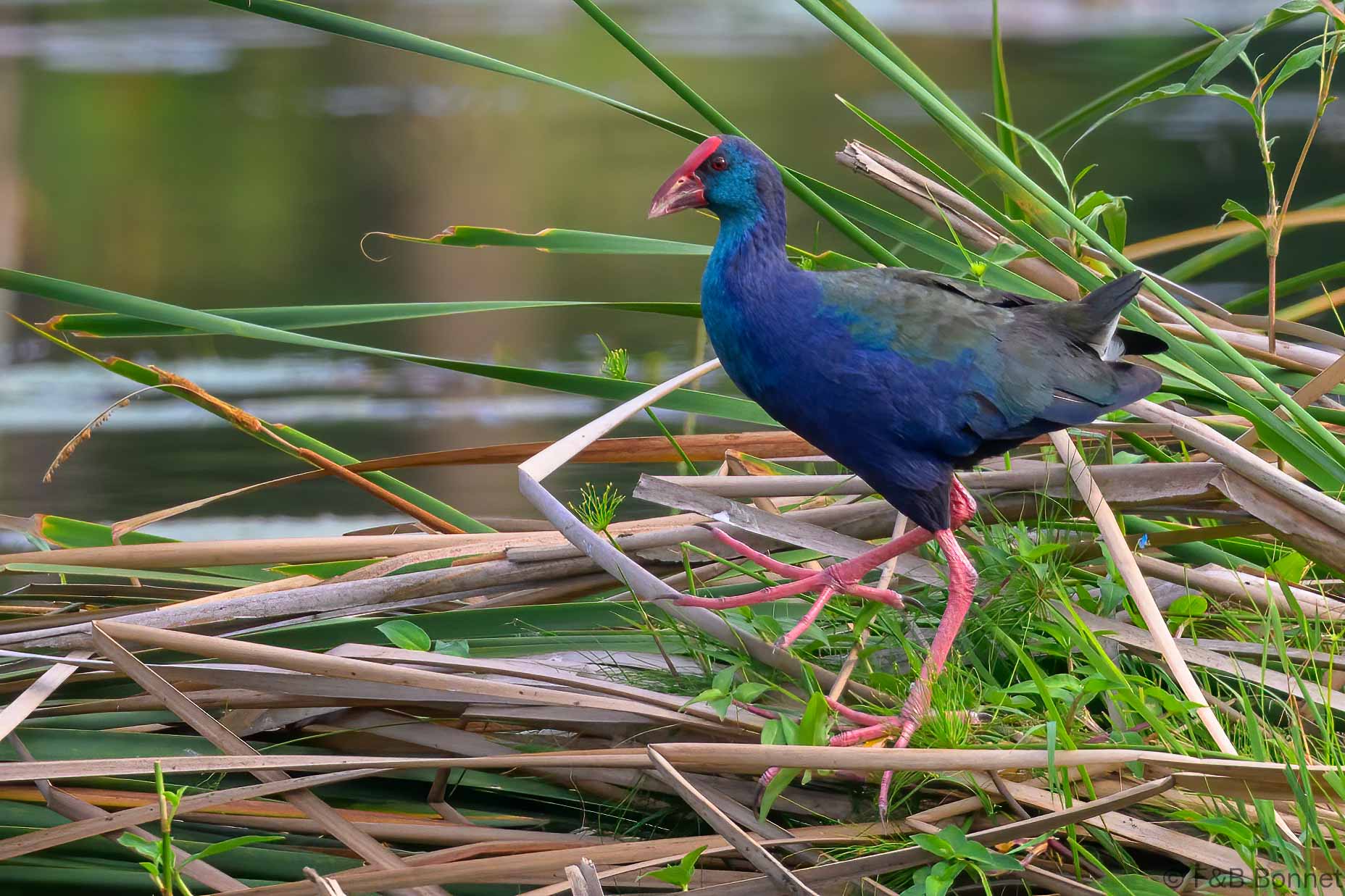 African Swamphen - South Africa - Nhlabane NR - 2025