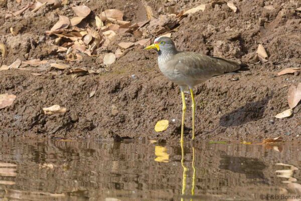 Vanneau du Sénégal - Senegal - Mako - 2023