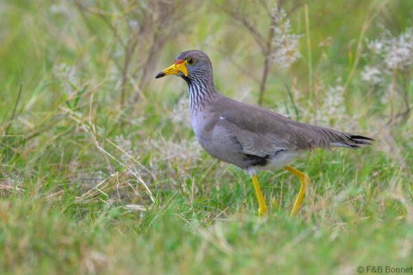African Wattled Lapwing - South Africa - Pilanesberg GR - 2025