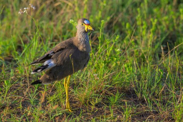 African Wattled Lapwing - South Africa - Kruger NP - 2025