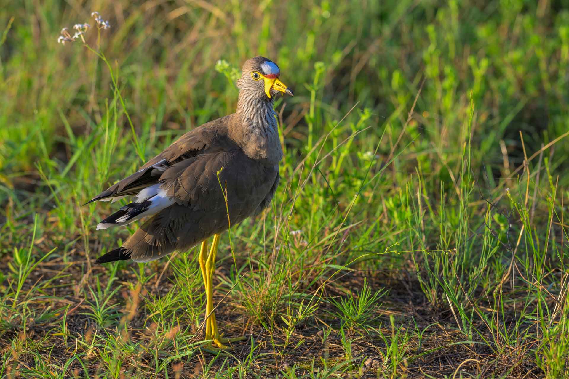 African Wattled Lapwing - South Africa - Kruger NP - 2025