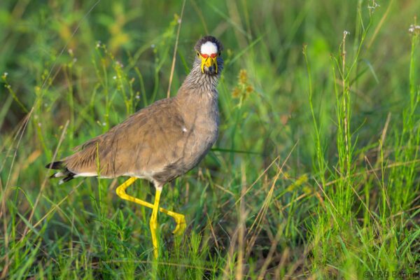 African Wattled Lapwing - South Africa - Kruger NP - 2025