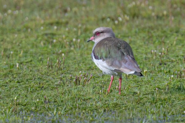 Avefría andina - Ecuador - Volcán Cotopaxi - 2023