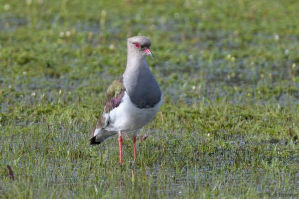 Avefría andina - Ecuador - Volcán Cotopaxi - 2023