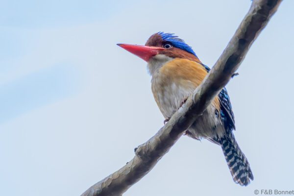 Banded Kingfisher ♂ - Vietnam Ma Da - 2026