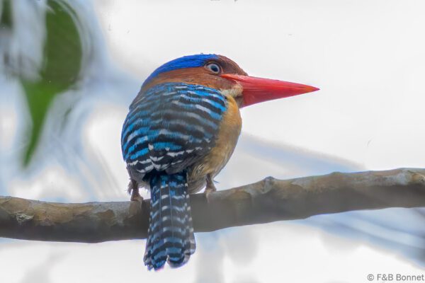 Banded Kingfisher ♂ - Vietnam Ma Da - 2026