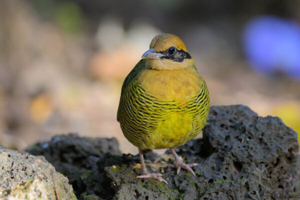 Bar-bellied Pitta ♀ - Vietnam - Cat Tien - 2026