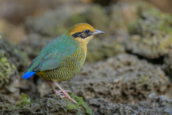 Bar-bellied Pitta ♀ - Vietnam - Cat Tien - 2026