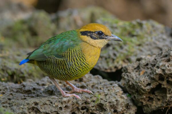 Bar-bellied Pitta ♀ - Vietnam - Cat Tien - 2026