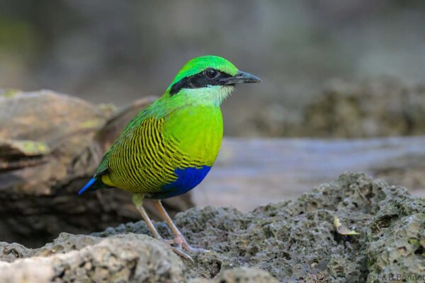 Bar-bellied Pitta ♂ - Vietnam - Cat Tien - 2026