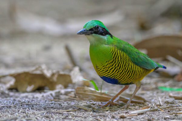 Bar-bellied Pitta ♂ - Vietnam - Cat Tien - 2026
