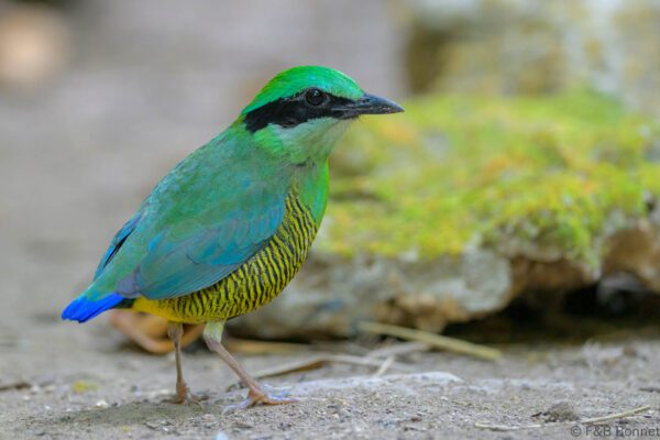 Bar-bellied Pitta ♂ - Vietnam - Cat Tien - 2026