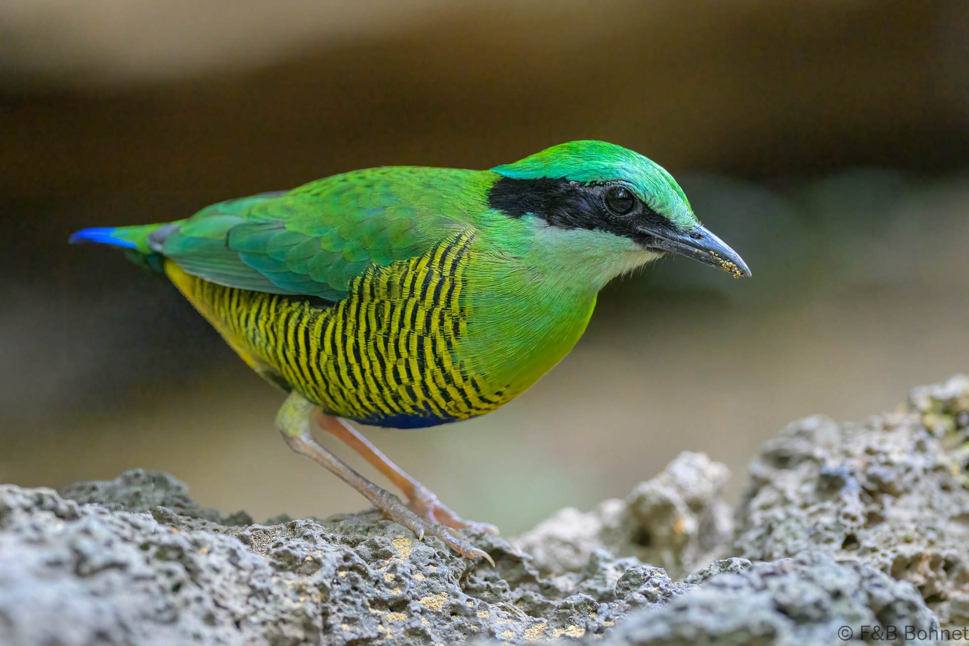 Bar-bellied Pitta ♂ - Vietnam - Cat Tien - 2026