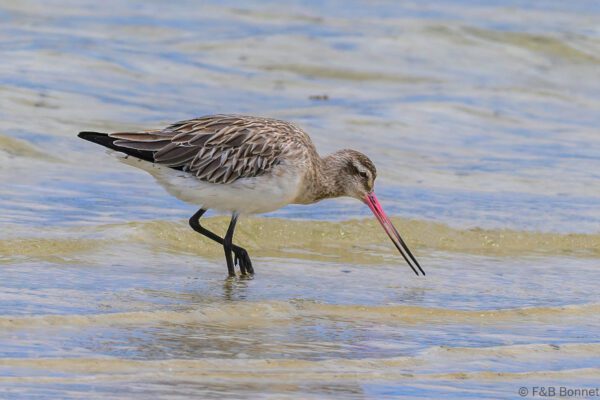 Bar-tailed Godwit - South Africa - Langebaan - 2024
