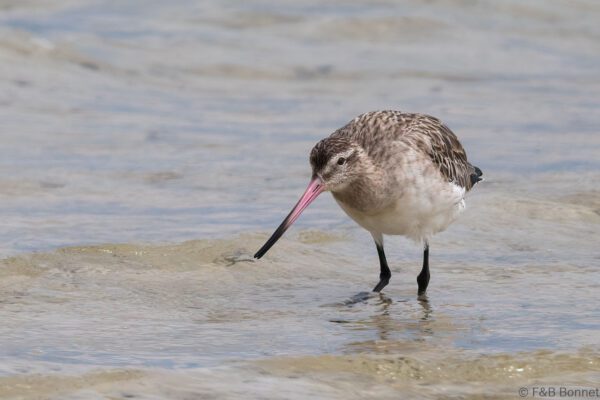 Bar-tailed Godwit - South Africa - Langebaan - 2024