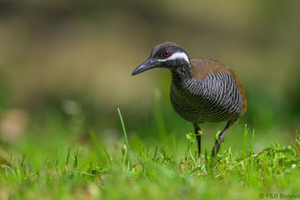 Barred Rail - Indonesia - Tomohon - 2024