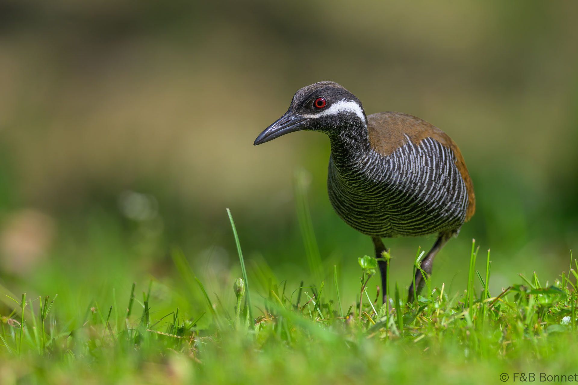 Barred Rail - Indonesia - Tomohon - 2024