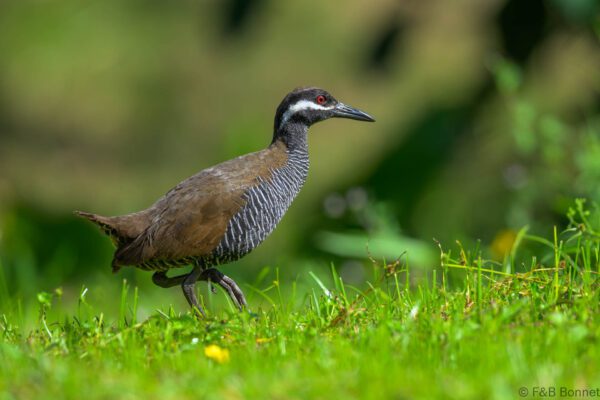 Barred Rail - Indonesia - Tomohon - 2024