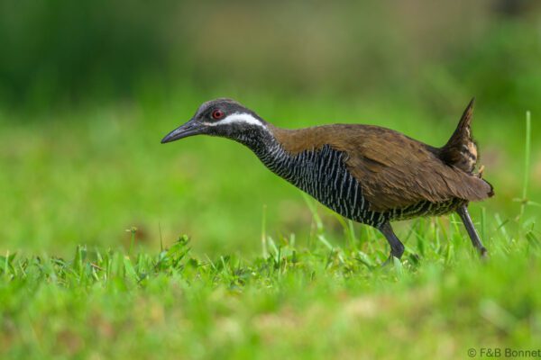 Barred Rail - Indonesia - Tomohon - 2024