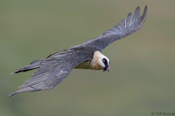 Bearded Vulture - South Africa - Giants Castle - 2026