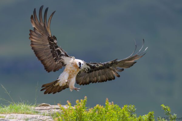 Bearded Vulture - South Africa - Giants Castle - 2026