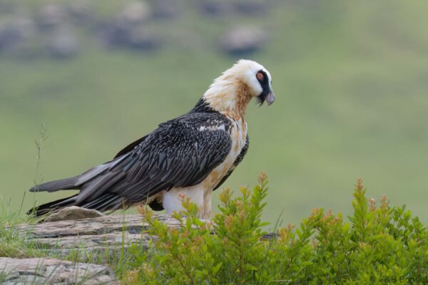 Bearded Vulture - South Africa - Giants Castle - 2026