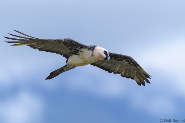 Bearded Vulture - South Africa - Giants Castle - 2026