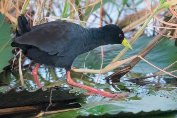 Black Crake - Botswana - Chobe NP - 2019